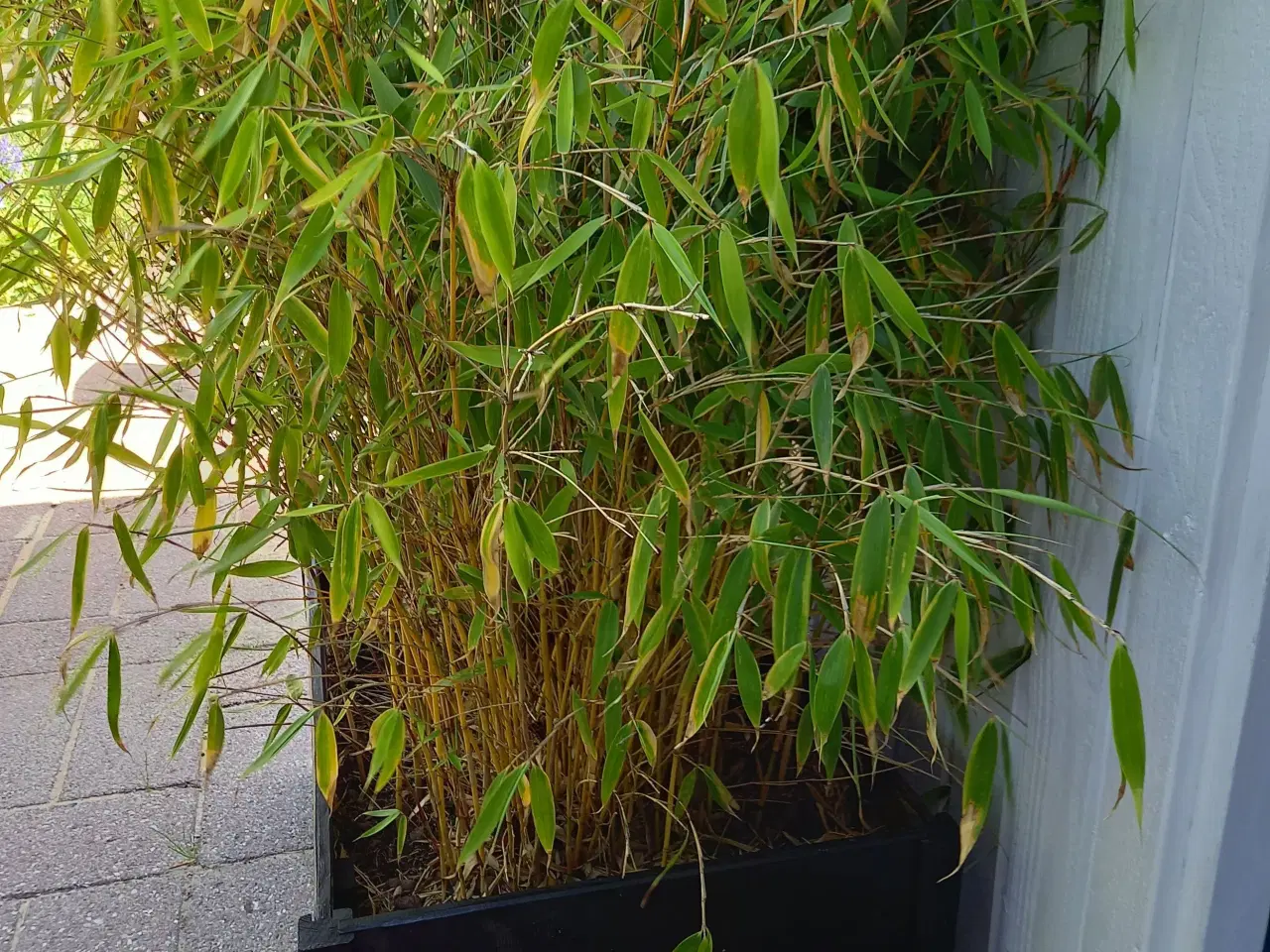 Billede 2 - En maxiflexkasse med store bambus chjjjvc