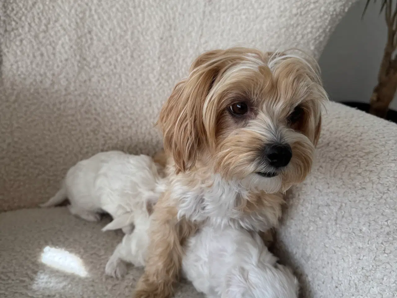 Billede 4 - ✨ Bichon hvalpe ❤️