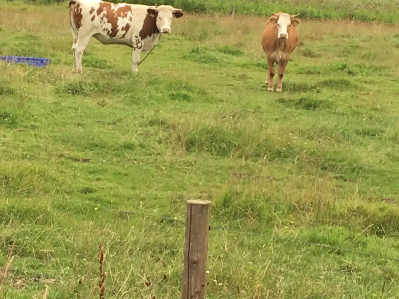 Billede 1 - Afgrænsning søges 