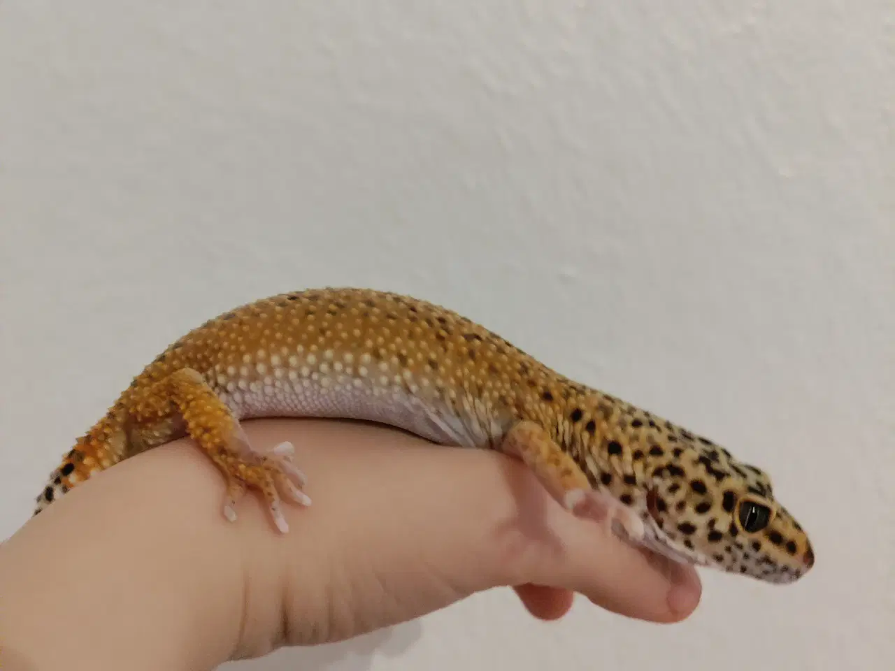 Billede 2 - Leopard gekko hun