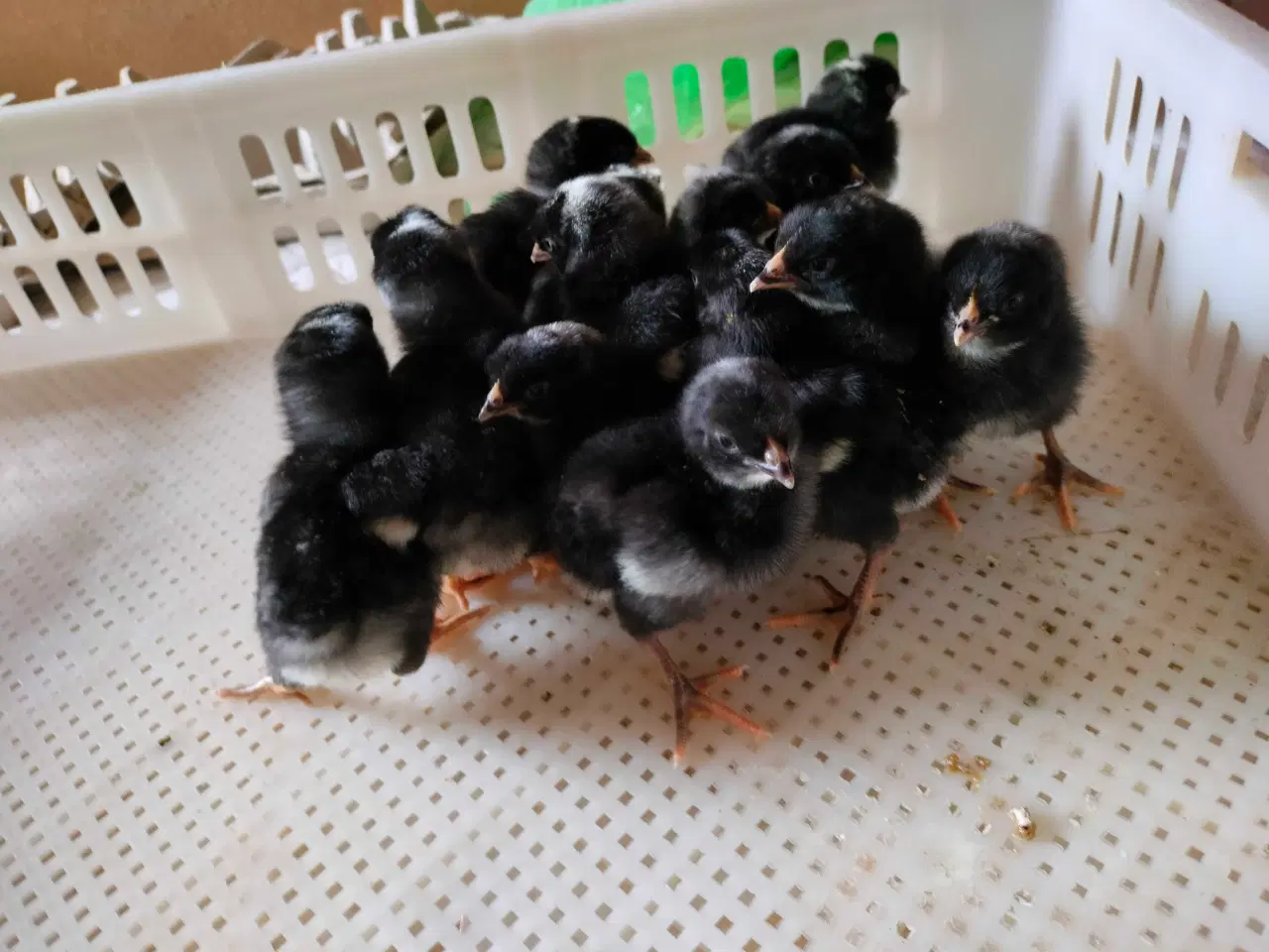 Billede 1 - Kyllinger 