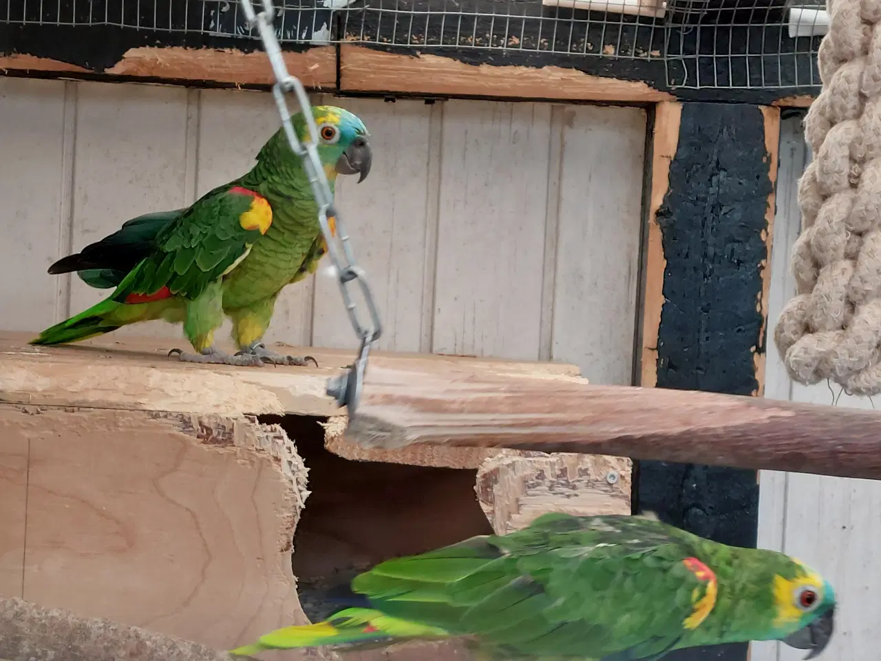 Billede 1 - Blåpandet Amazone par