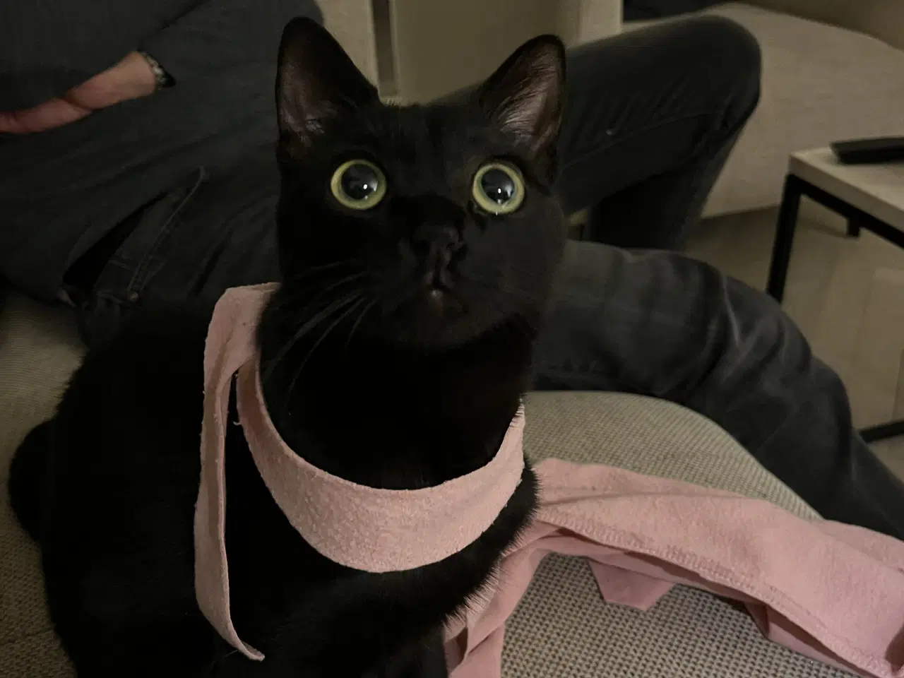 Billede 9 - En ung og søg kat