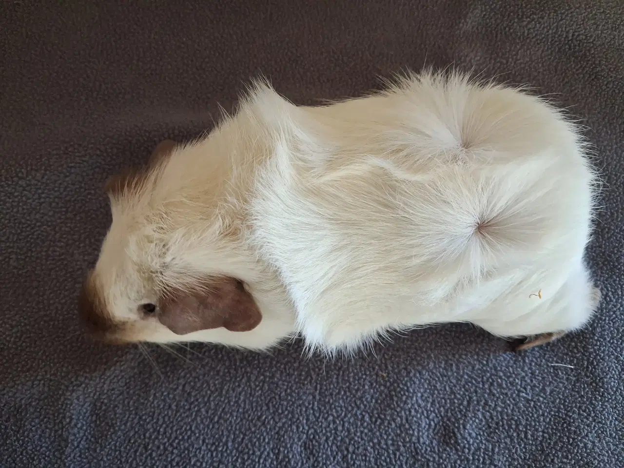 Billede 6 - Marsvin fra registreret opdrætter 