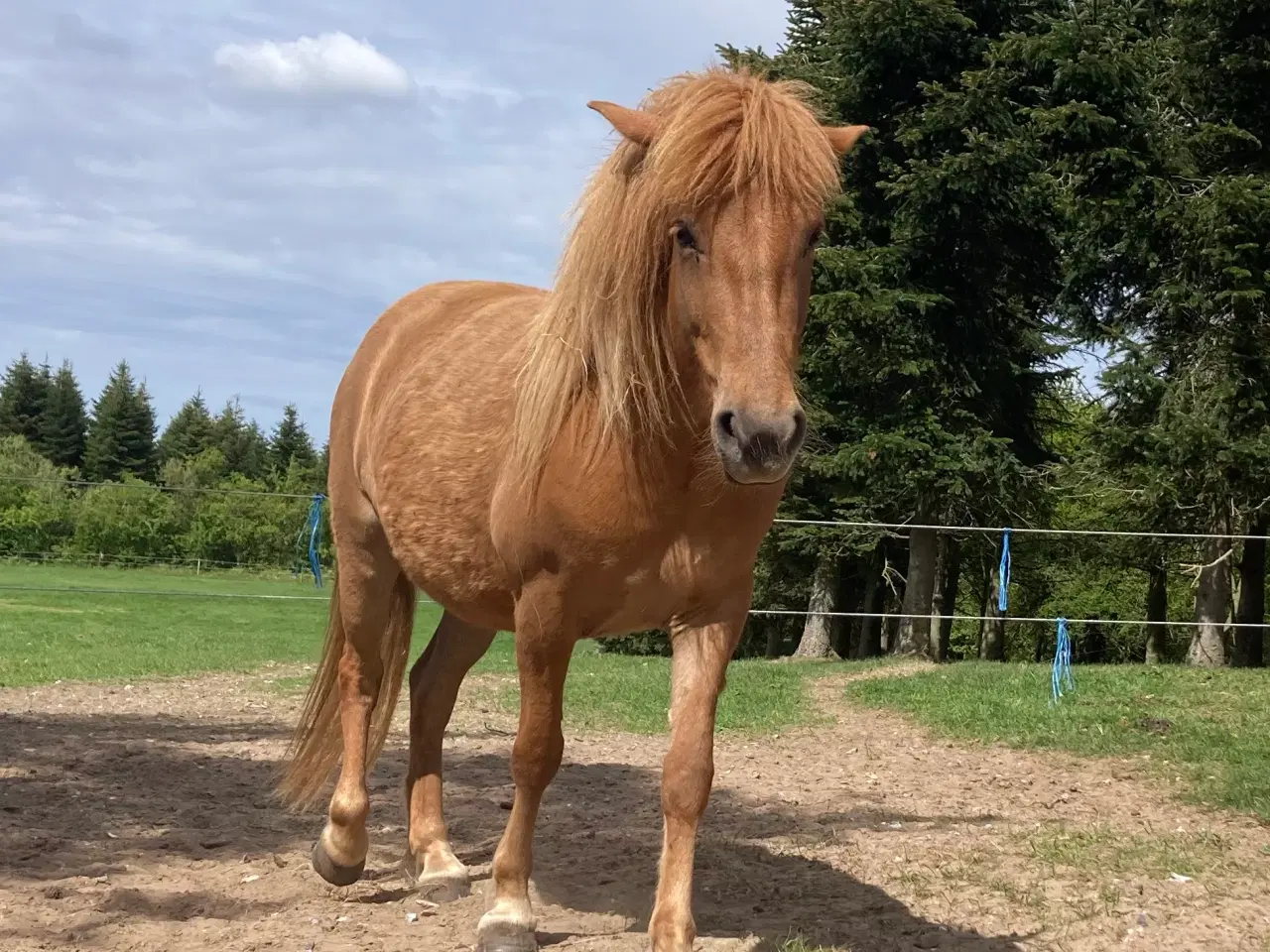 Billede 1 - Ifolet islænder 4 år. 