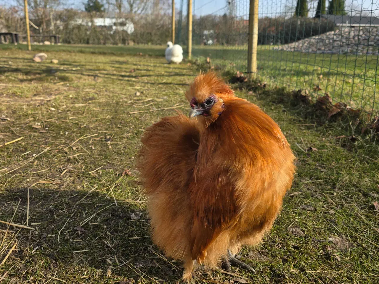 Billede 4 - Lille dværg silkehane