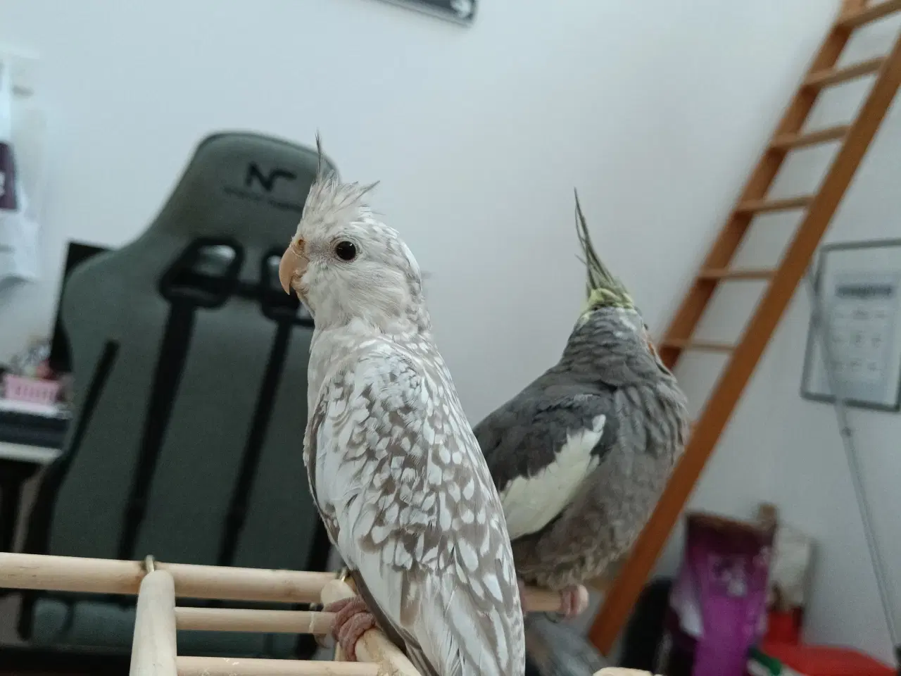 Billede 4 - Hun nymfe parakit