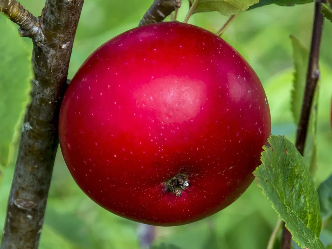 Billede 2 - FRUGTTRÆER: Æble- pære- og blommetræer