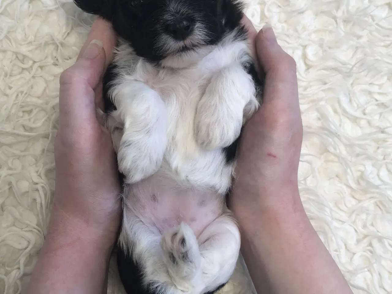 Billede 3 - Skøn Lhasadoodle pige