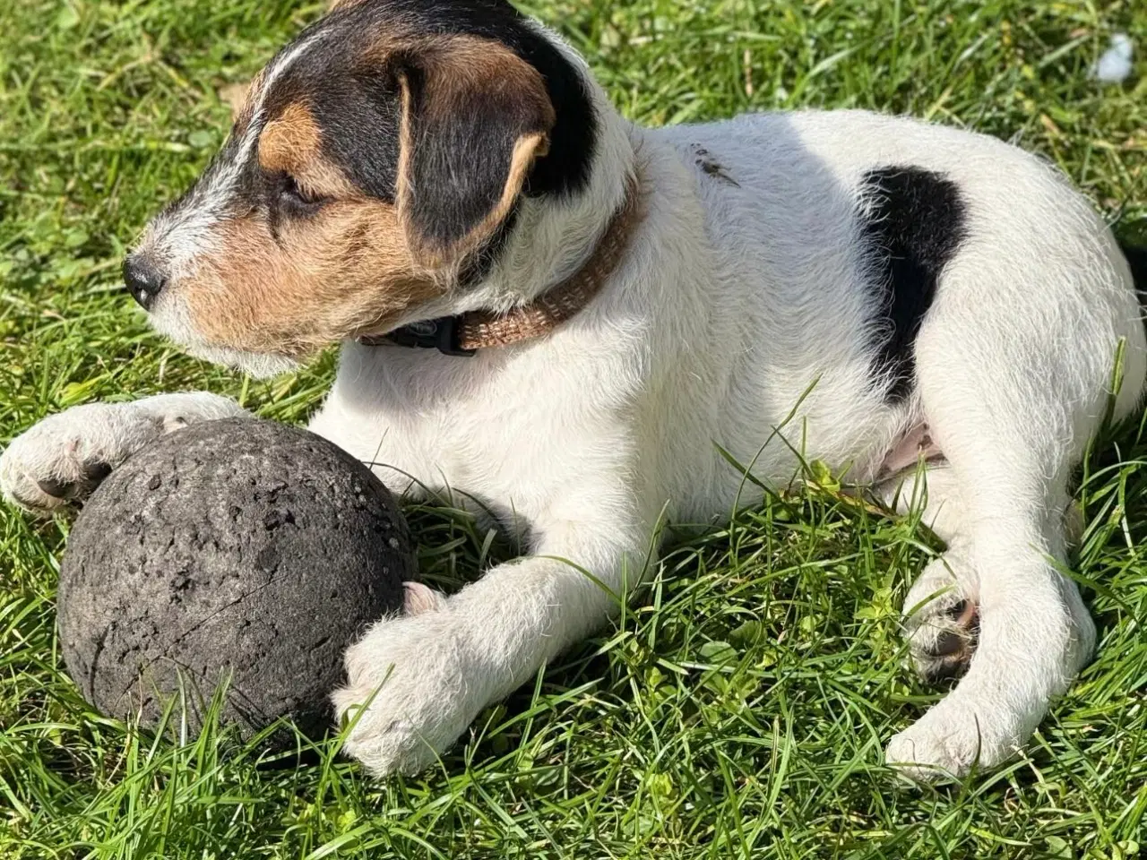 Billede 2 - Jack Russel sælges 