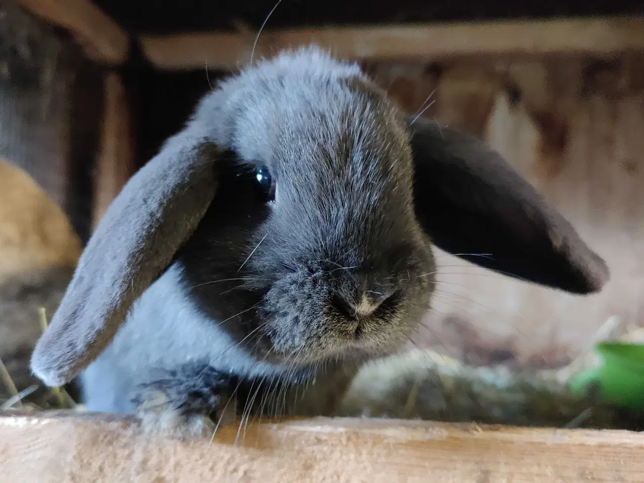 Billede 4 - Dværgvædder hanner, oplagt til avl