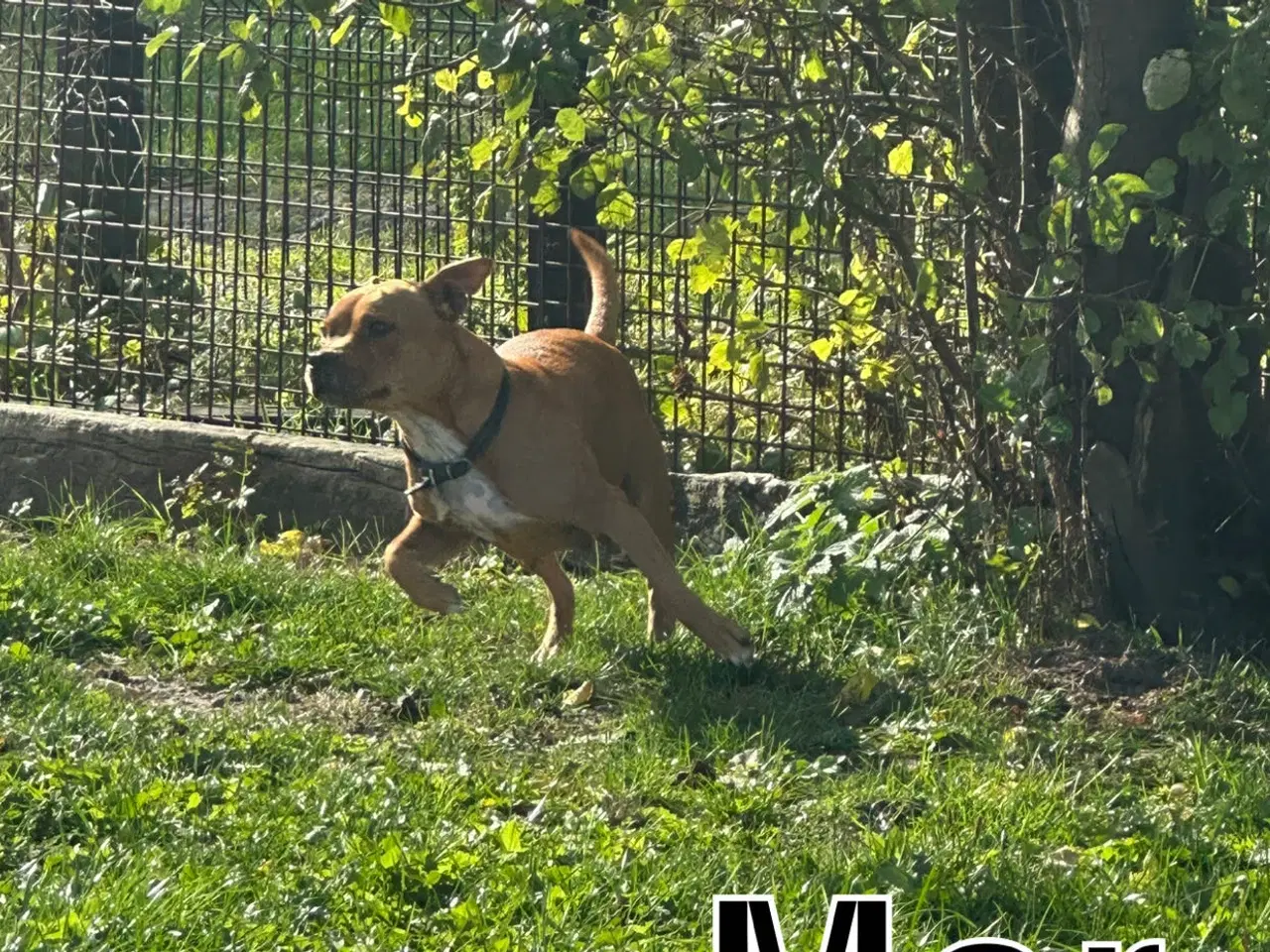 Billede 6 - Staffordshire Bull terrier tæve 