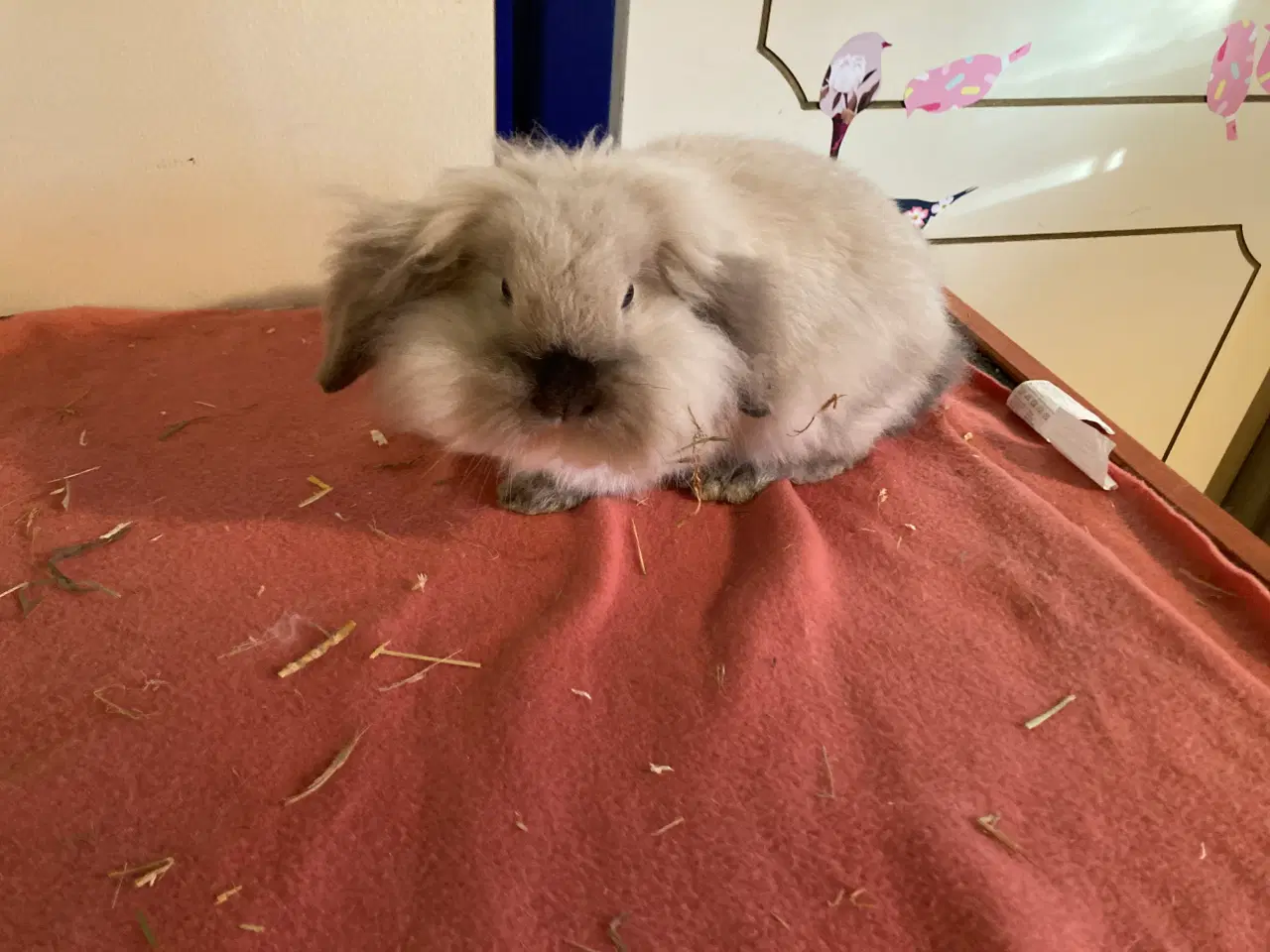 Billede 4 - Sofus på 11 uger er nu Flytteklar