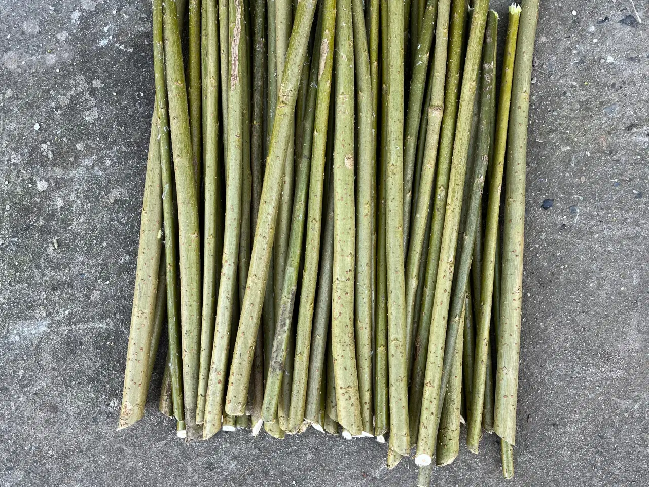 Billede 2 - Energipil - jagtremise / Småbiotop 