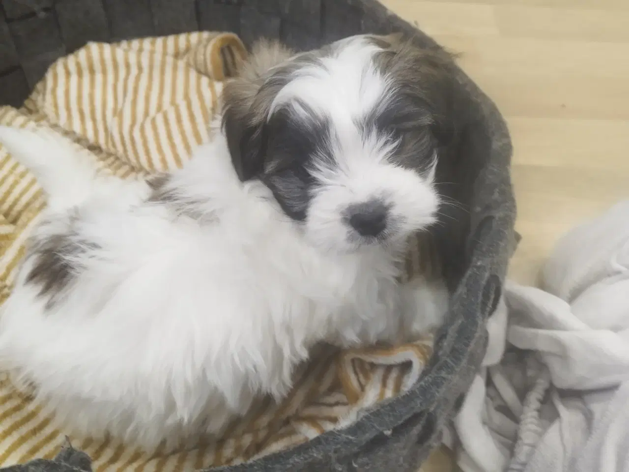 Billede 5 - Coton de tulear flotte frække piger