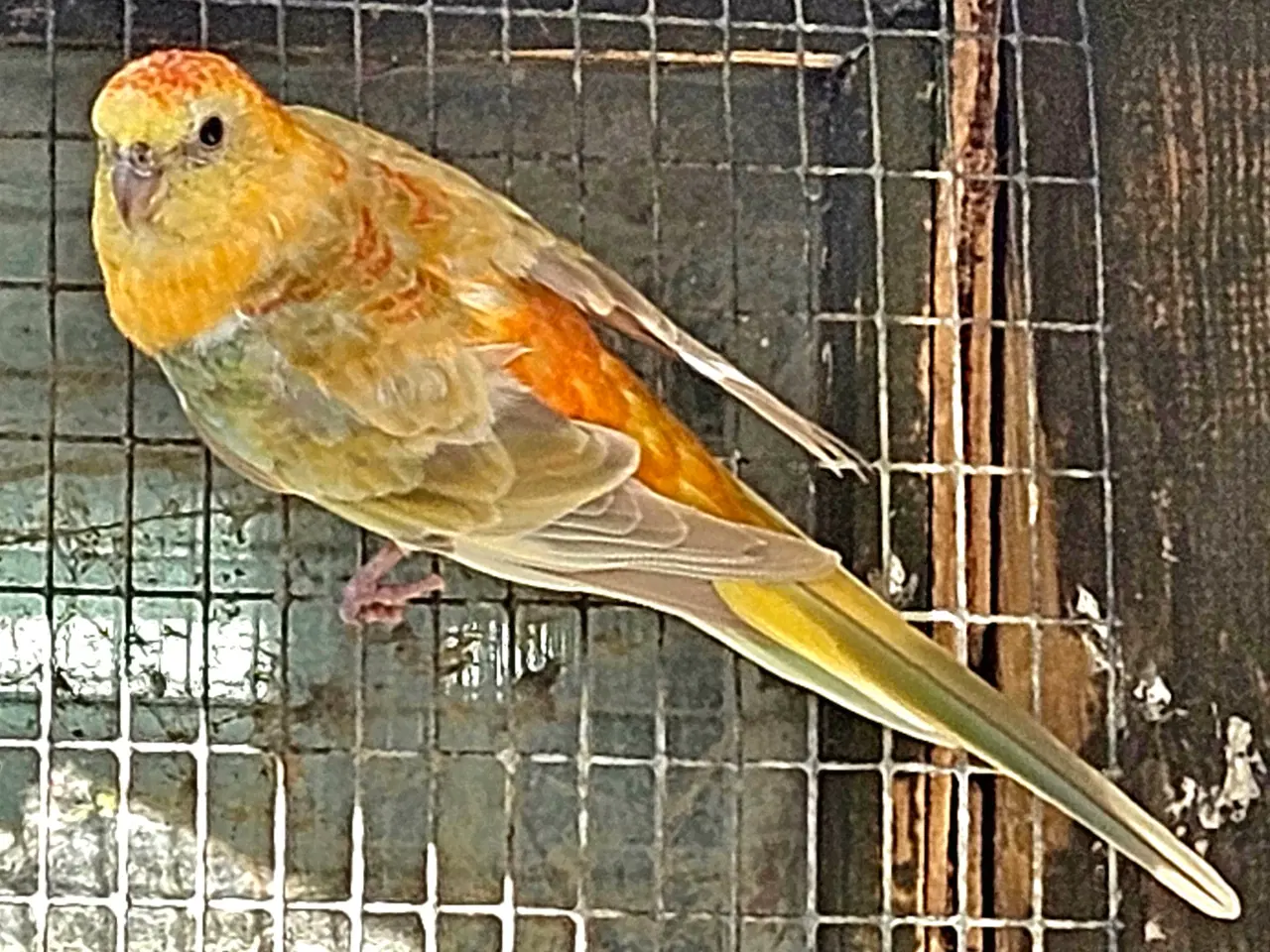 Billede 1 - Sangparakitter