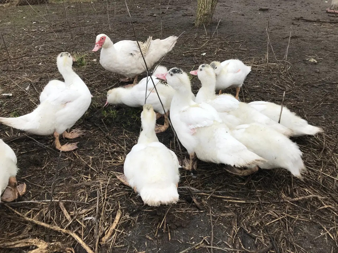 Billede 2 - Franske moskusællinger sælges