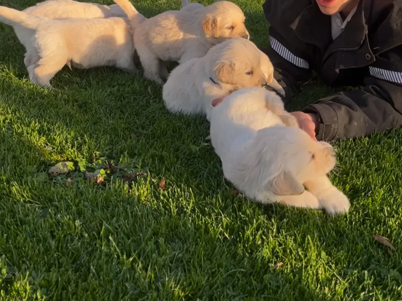 Billede 4 - Golden Retriever hvalpe