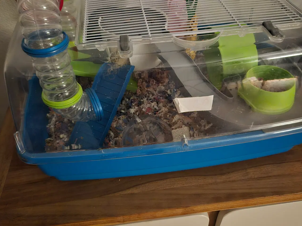 Billede 1 - Søde dværghamstere søger nyt hjem