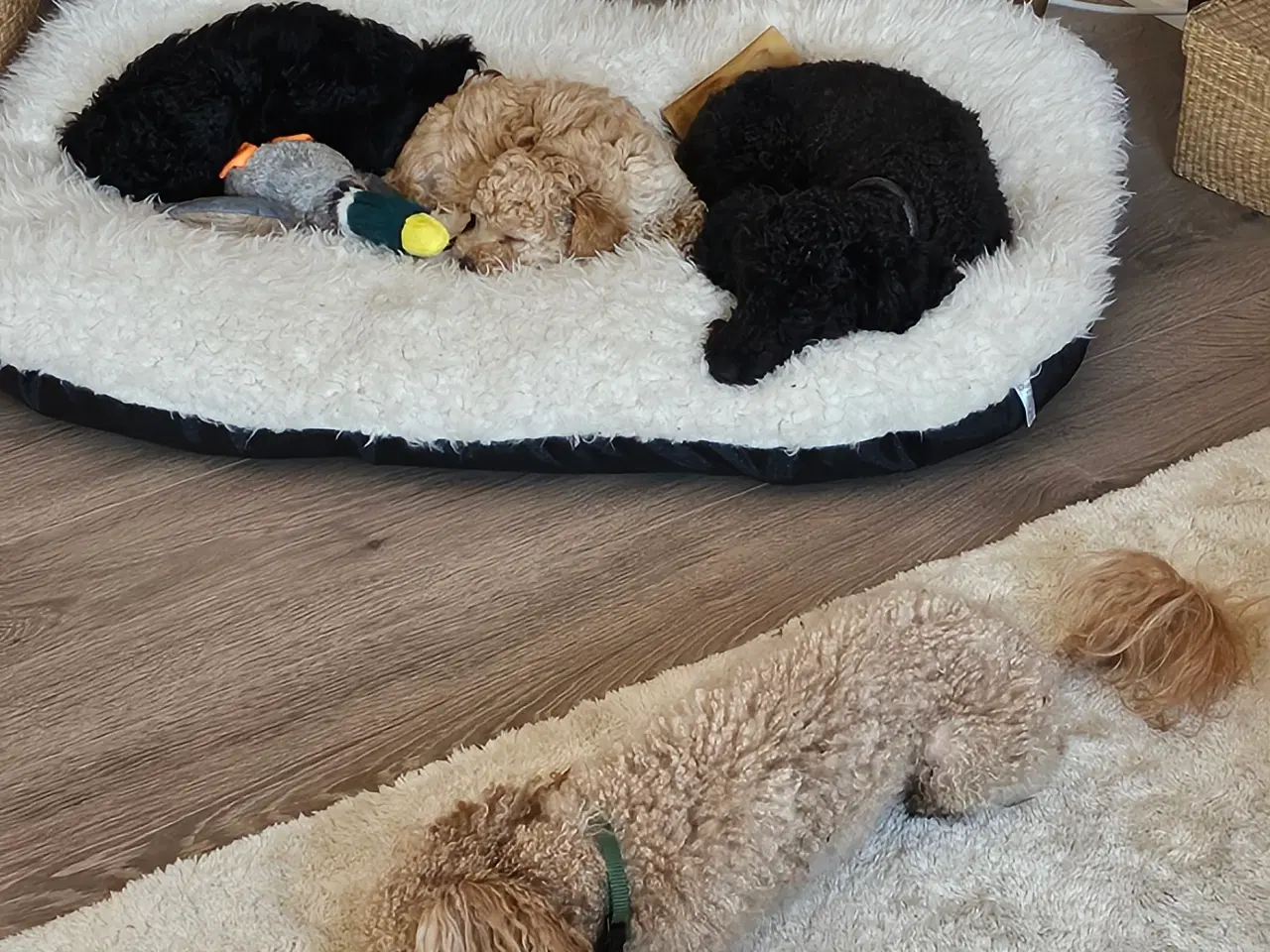 Billede 8 - Dværgpuddel hvalpe - hanner