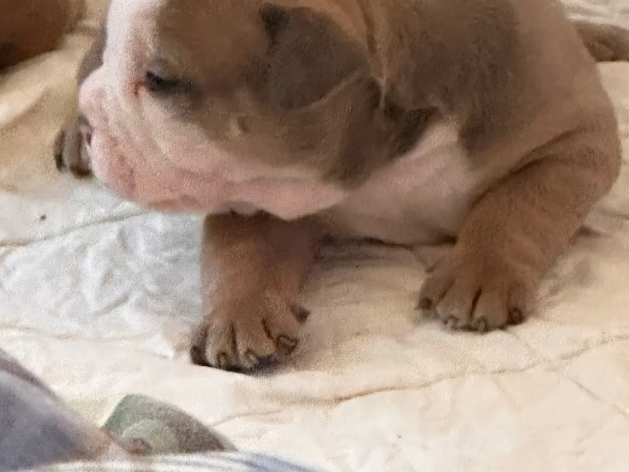Billede 22 - English bulldog