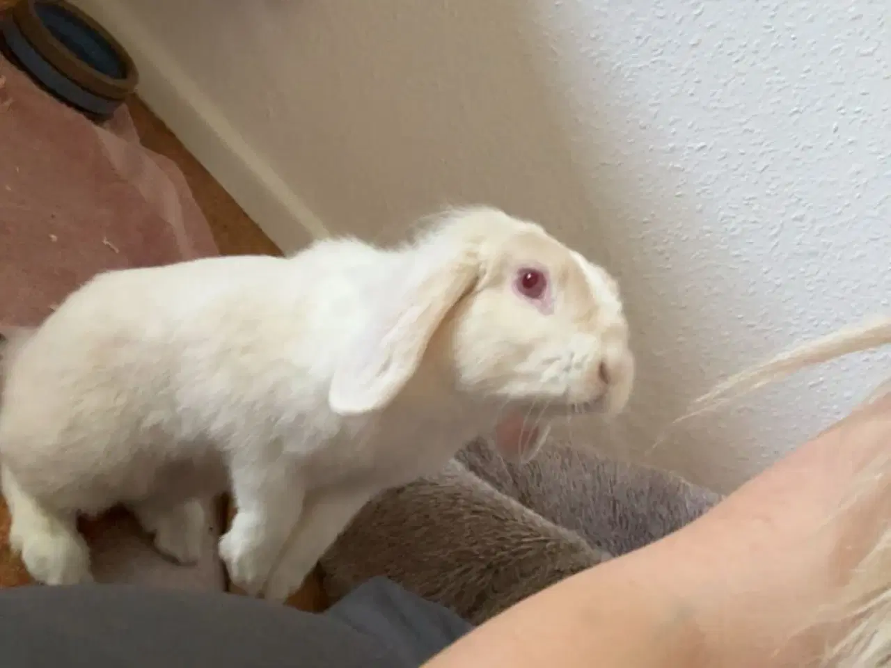 Billede 4 - Verdens sødeste kanin sælges