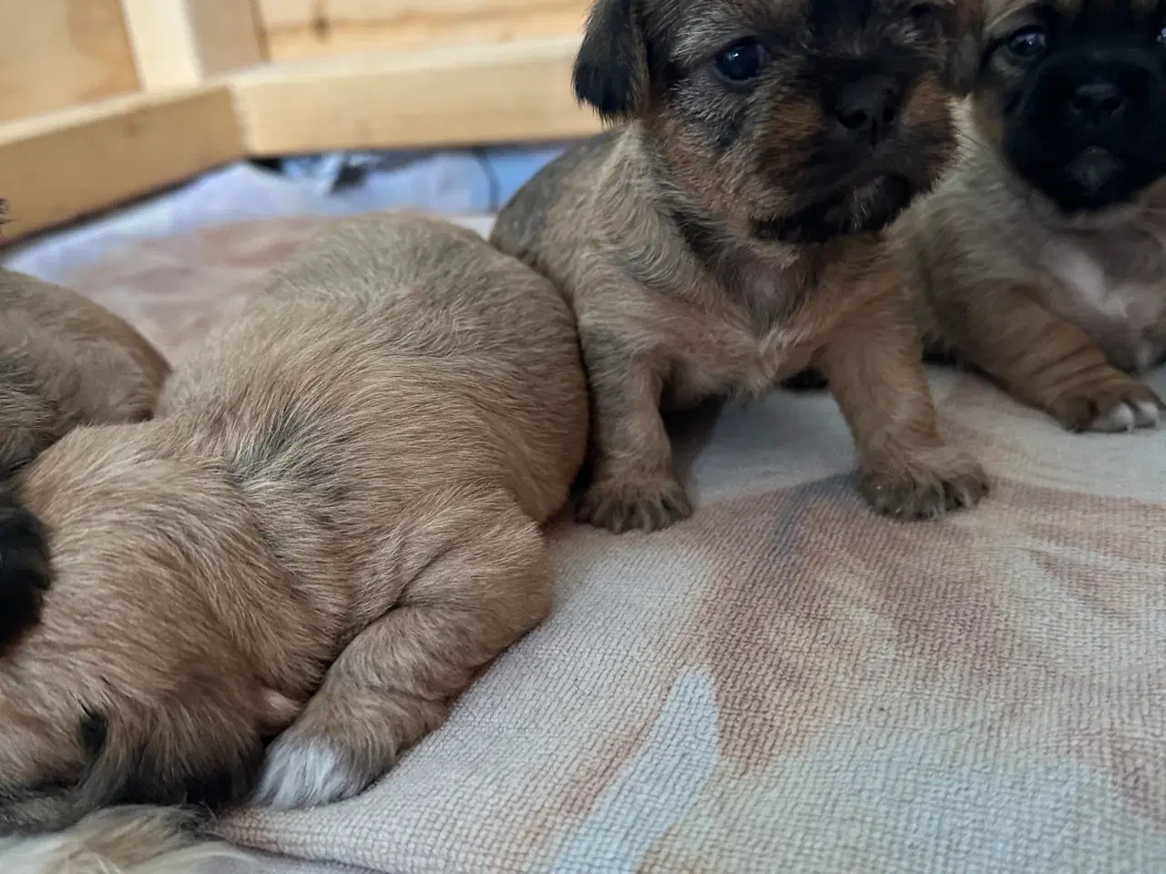 Billede 5 - Shih tzu blandinger 