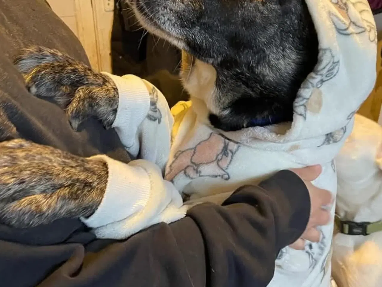 Billede 5 - Smukkeste Hannibal søger familie 💙