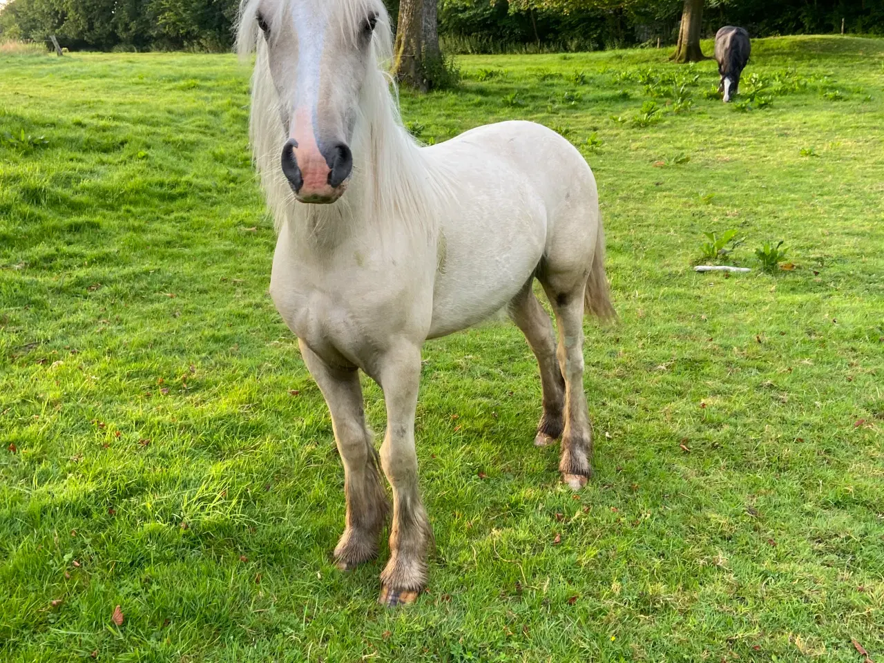 Billede 3 - Irish Cob hingsteplag