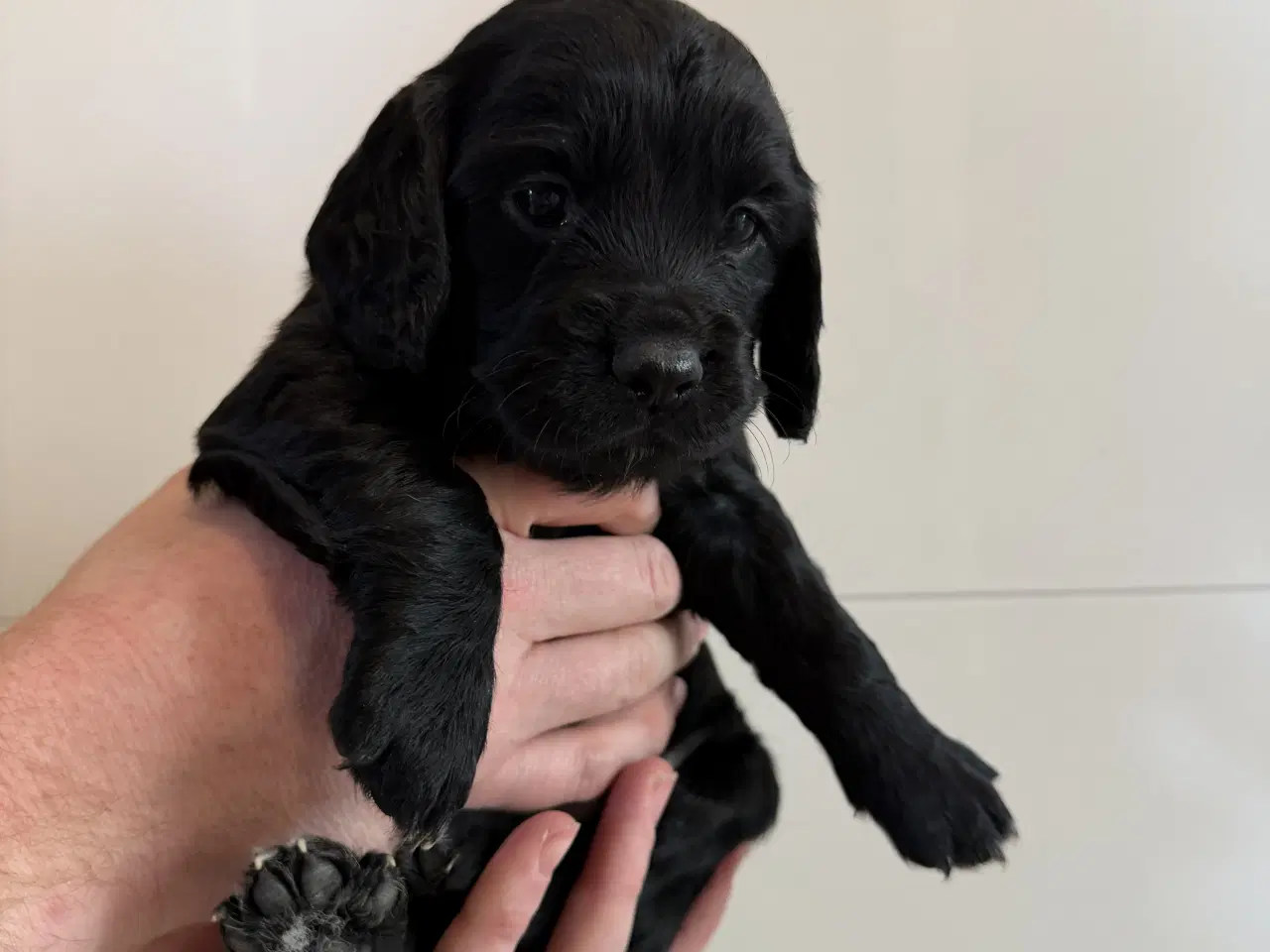 Billede 2 - Ft Cocker Spaniel 