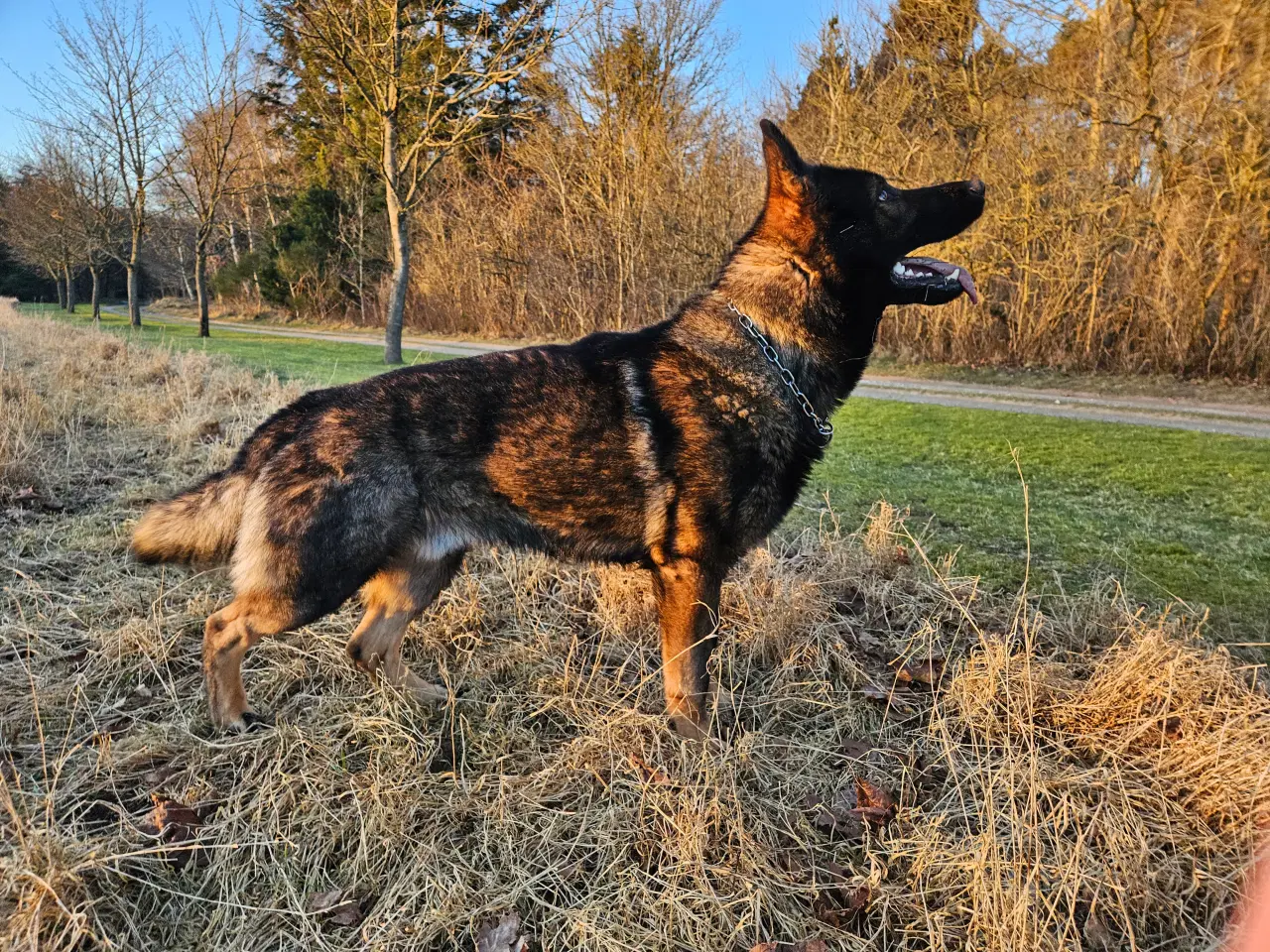 Billede 3 - Schæfer Hanhund