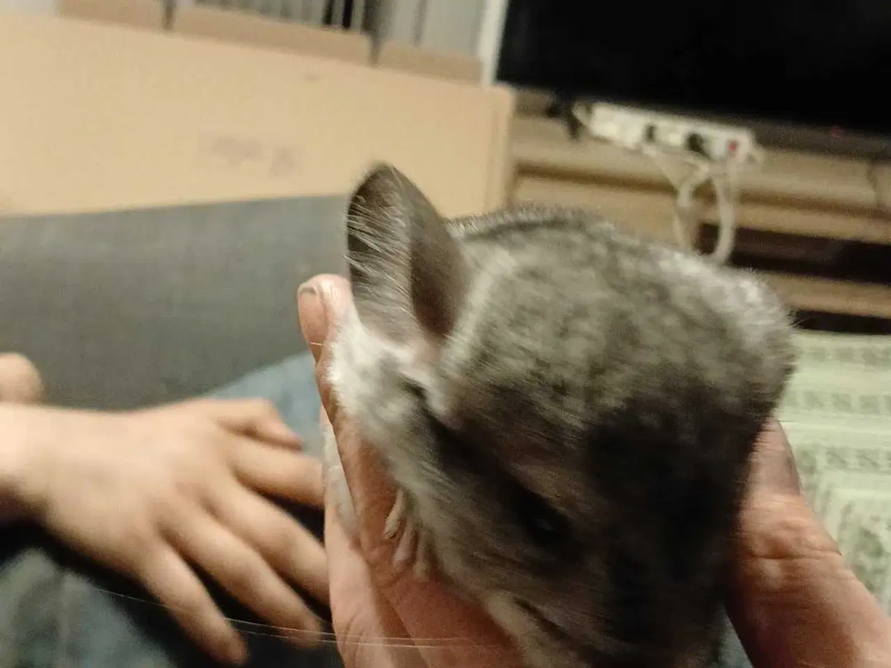 Billede 6 - Chinchilla 