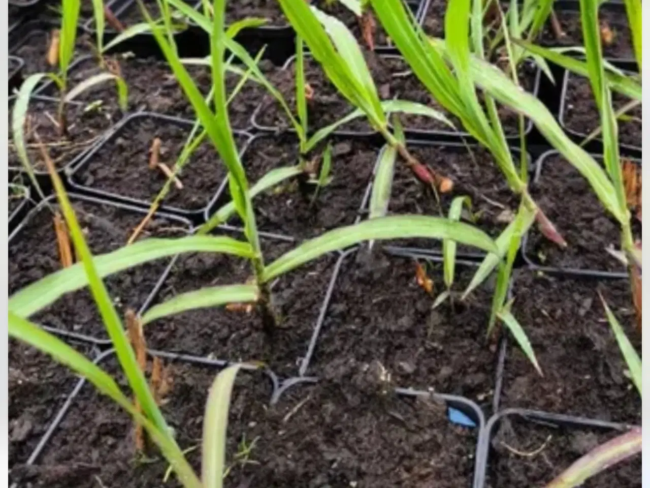 Billede 2 - Red Baron prydgræs planter 