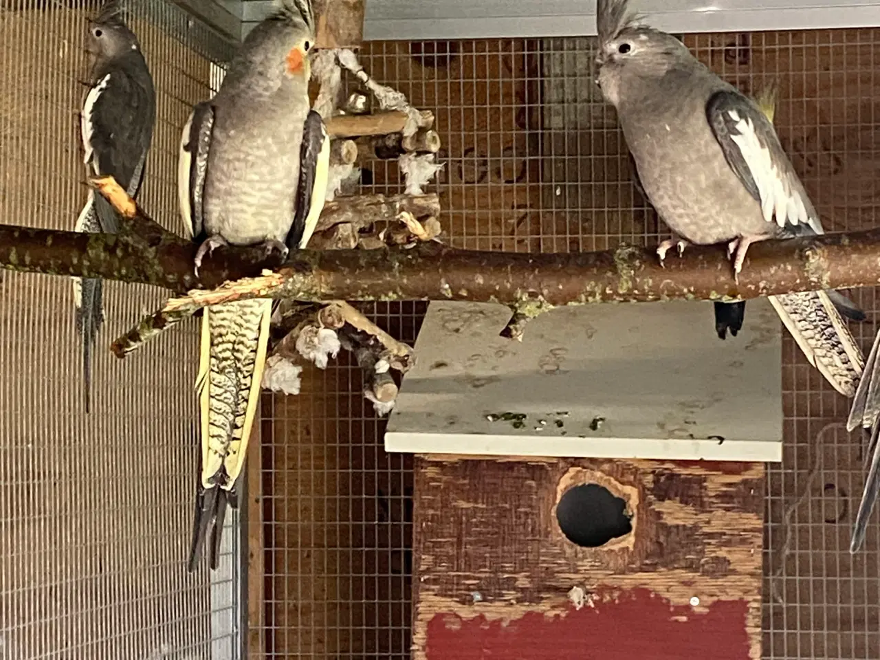 Billede 4 - 6 stk Nymfer parakitter