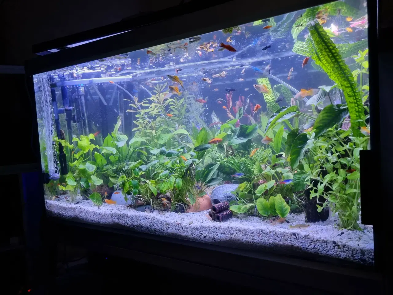 Billede 3 - Akvarie 278L med indhold