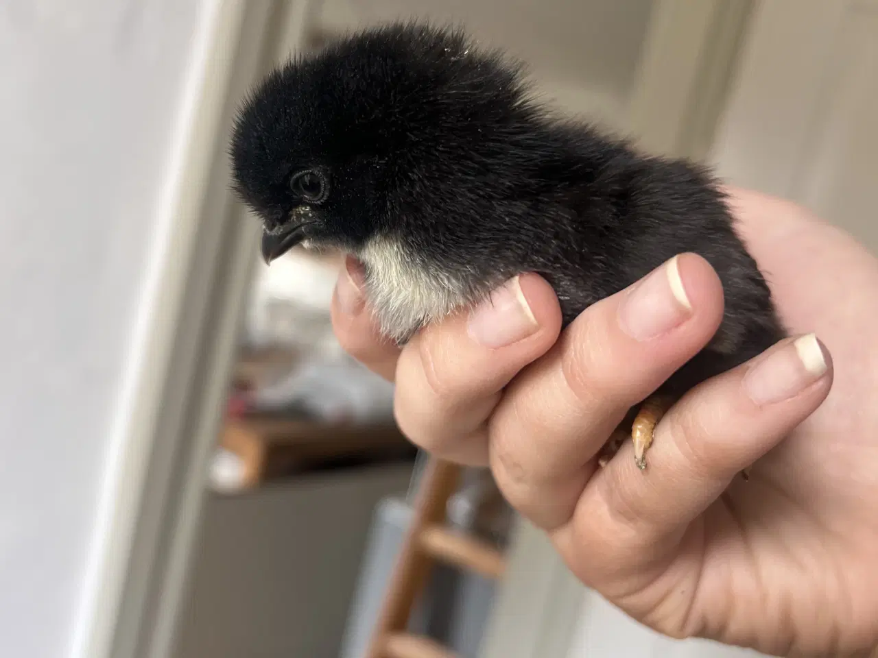 Billede 2 - Små kyllinger fra blå/grønne æg 