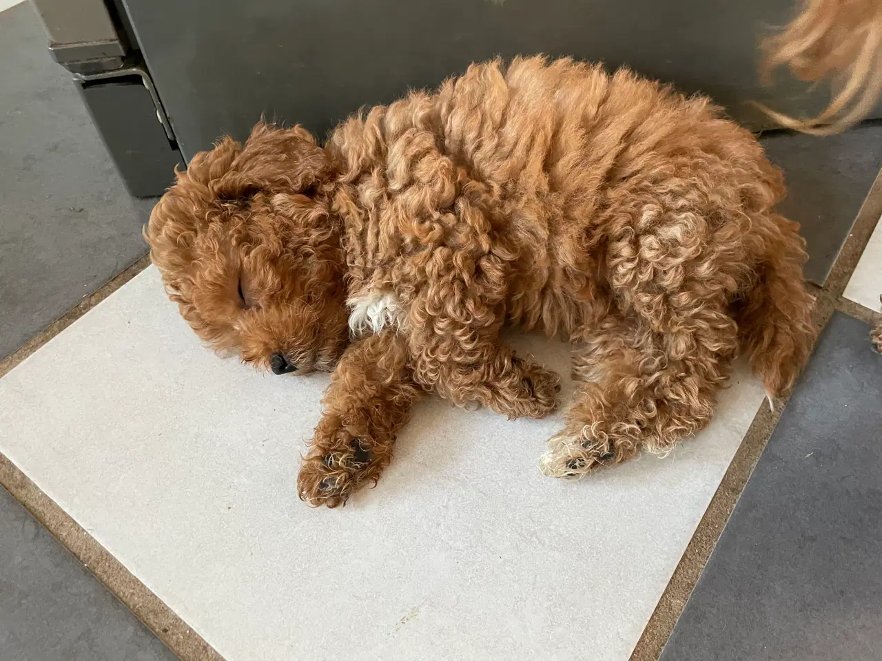 Billede 4 - Havapoo hvalpe - salgsklare..!