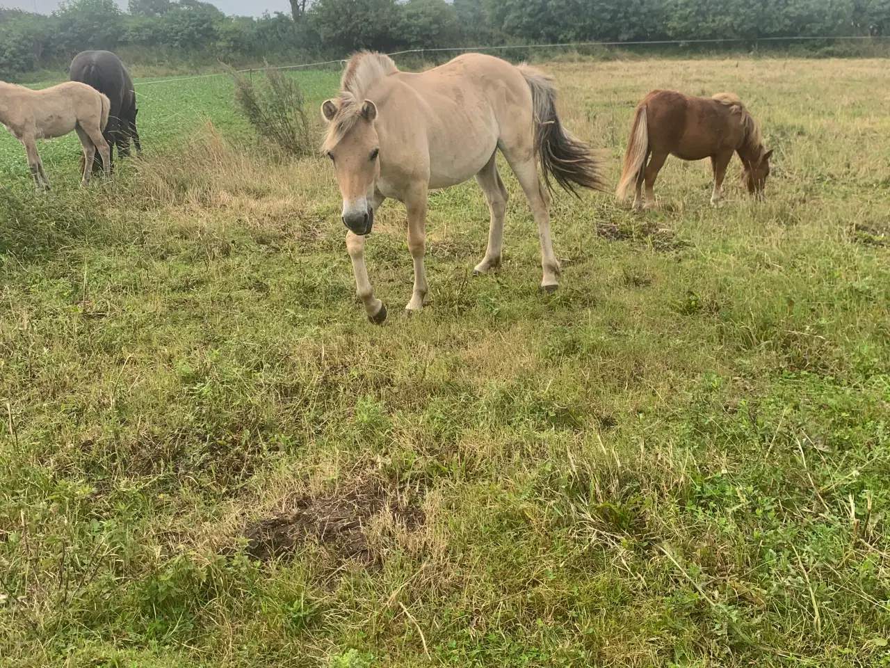 Billede 1 - Fræk dreng