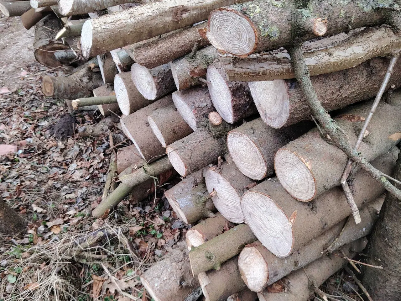 Billede 1 - Brænde i meter stykke 