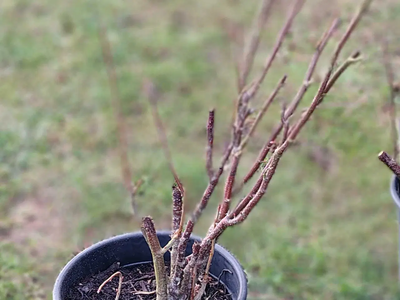 Billede 5 - Stor solbær busk 