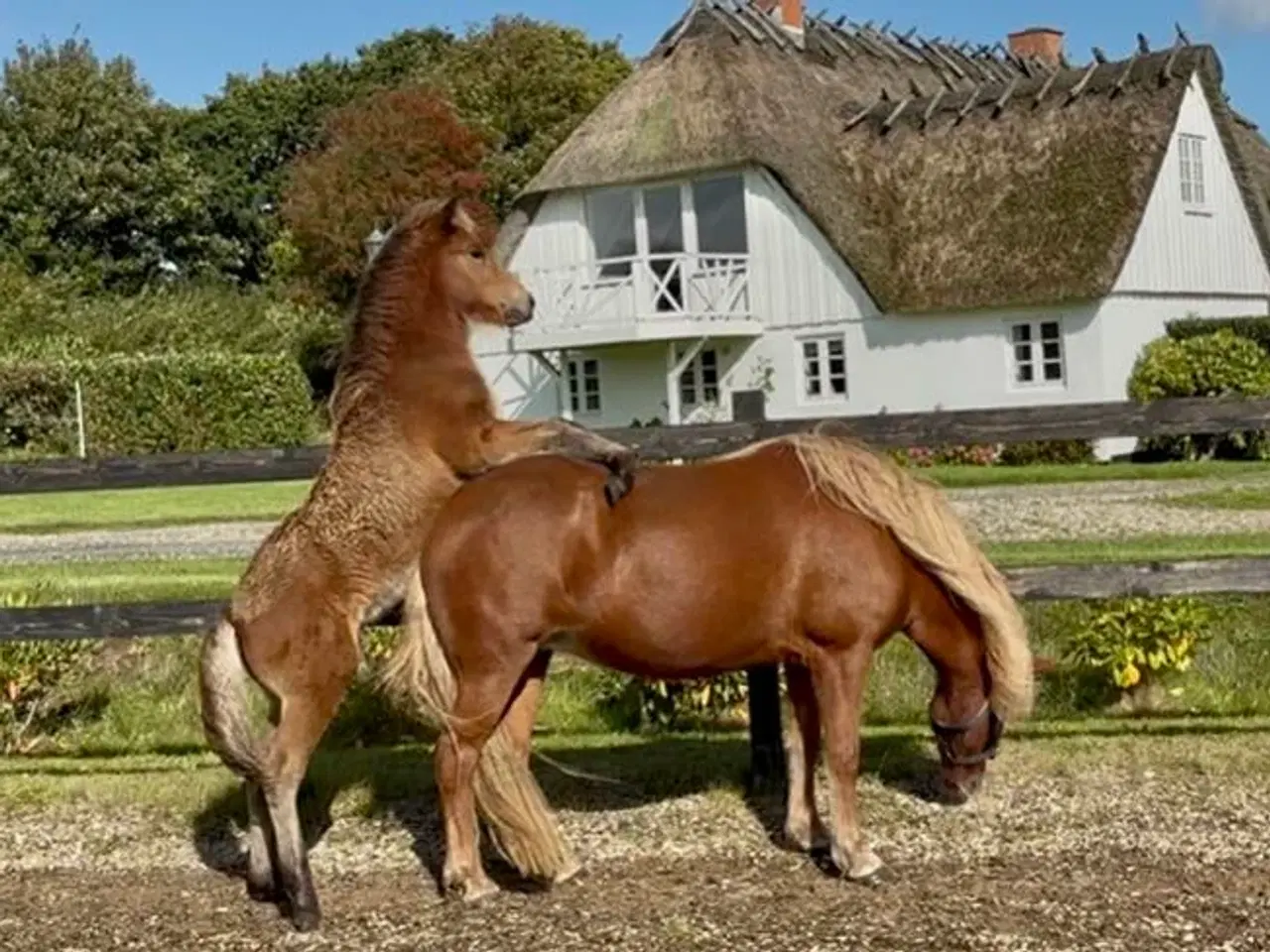 Billede 6 - Smuk 5-gænger med et virkelig godt sind