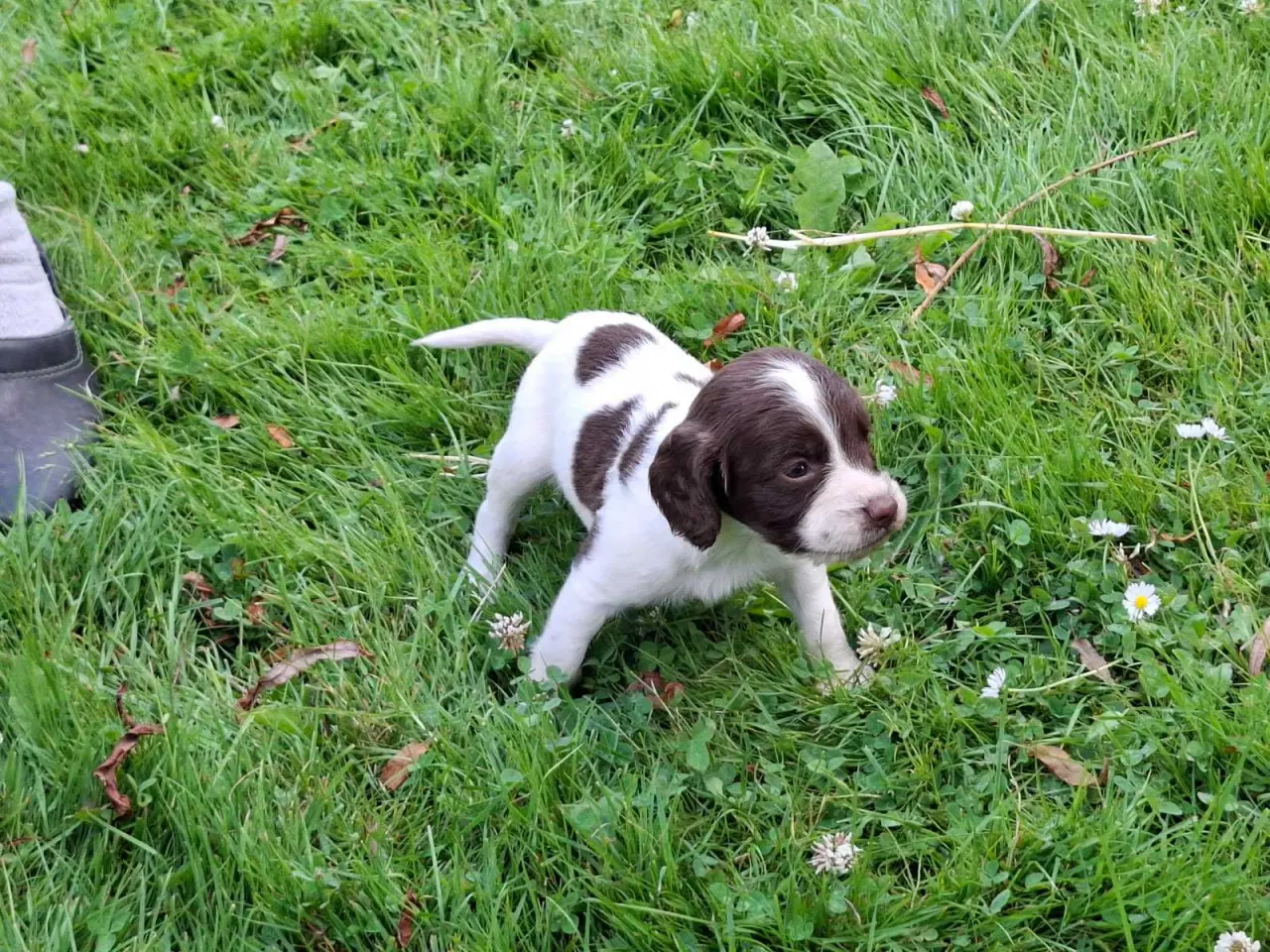 Billede 4 - Springer Spaniel hvalpe