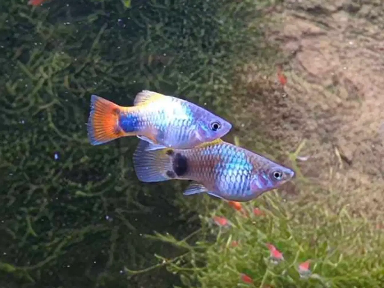 Billede 5 - Blue Butterfly Mickey Mouse Platy - farverige fisk