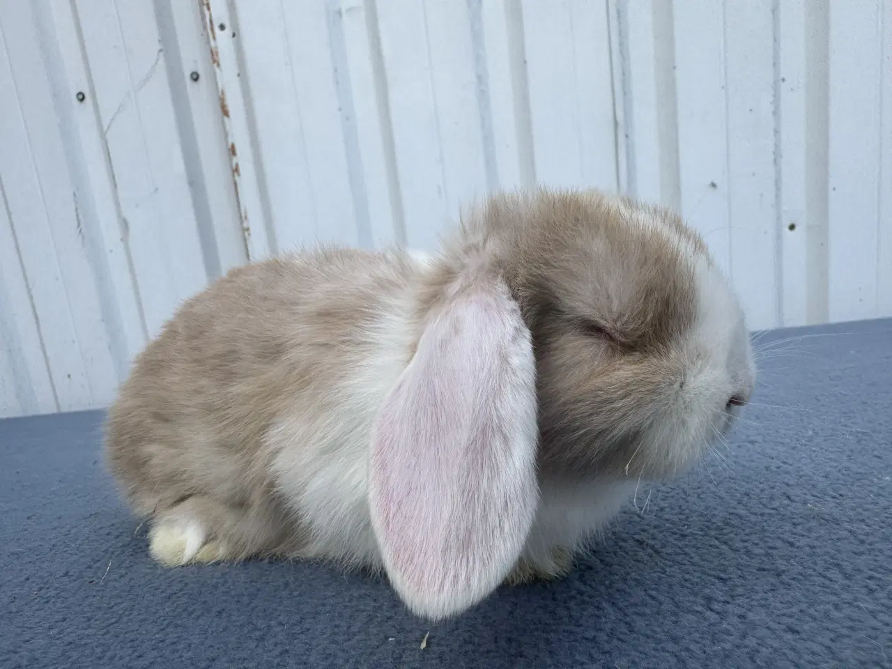 Billede 5 - Dværgvædder/Mini lop hunkanin