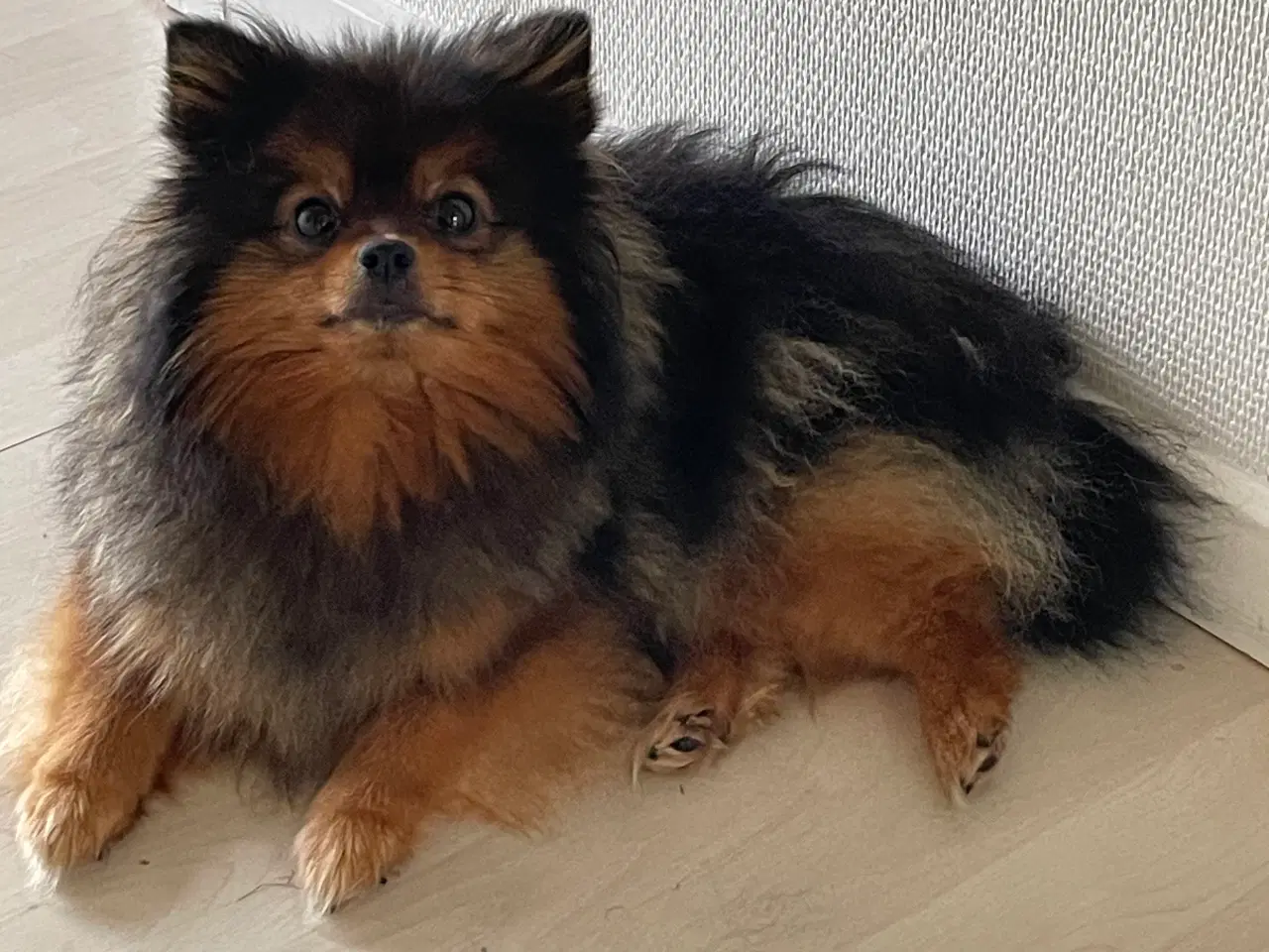 Billede 1 - Pomeranian tæve