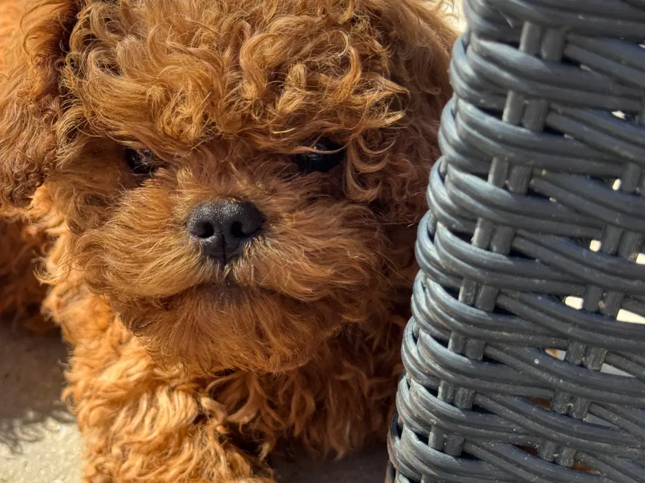 Billede 9 - Cavapoo færdig vaccineret med pas  klar til sommer