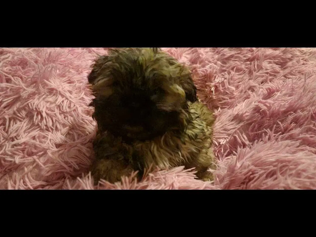 Billede 6 - Smuk dreng tilbyder parring