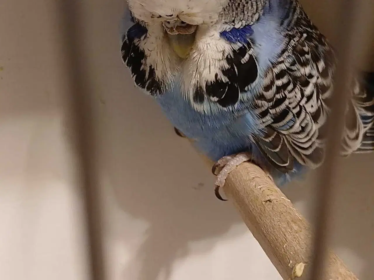 Billede 5 - 1 par Engelske undulater 