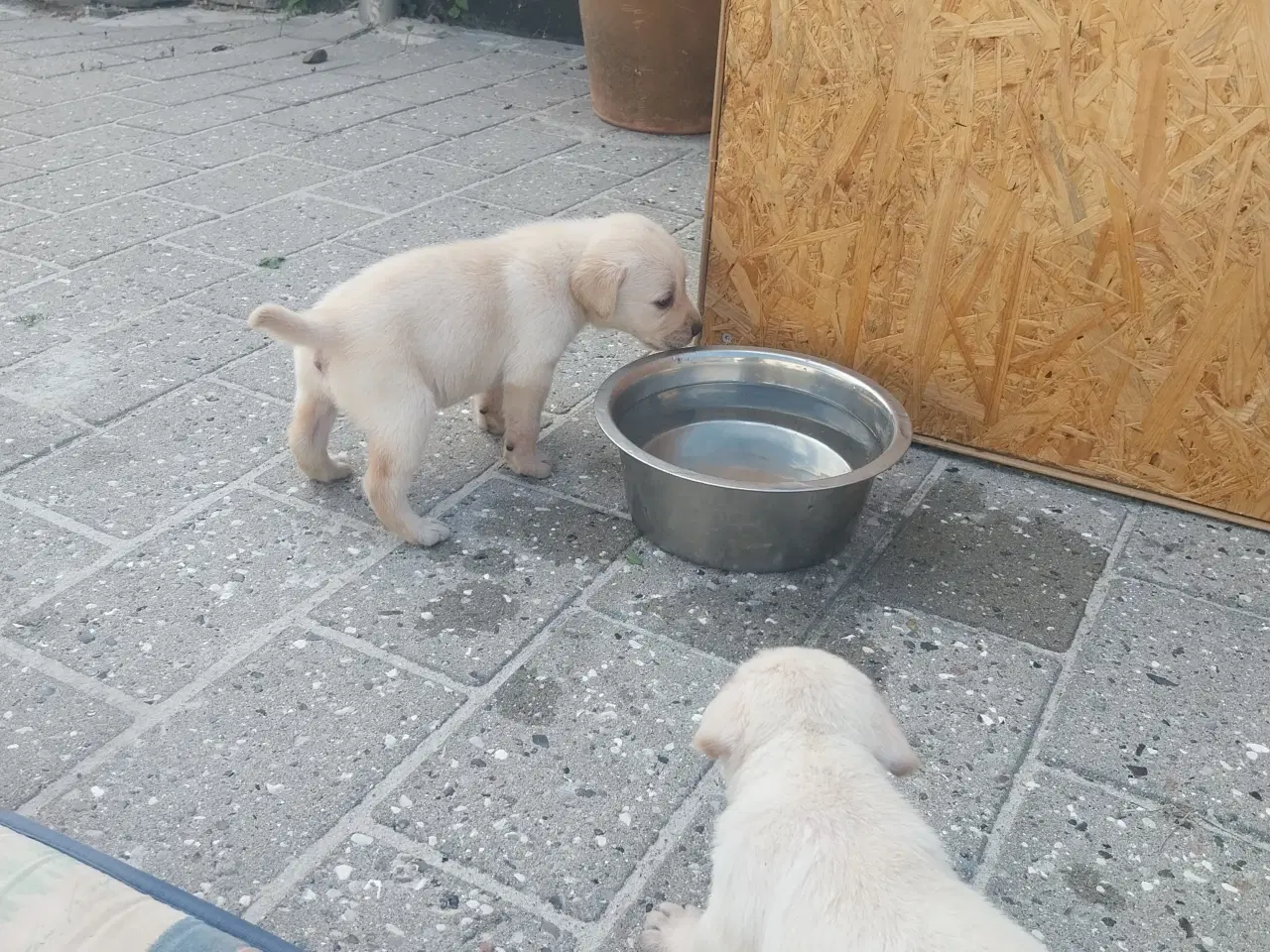 Billede 8 - Gule Labrador hvalpe.