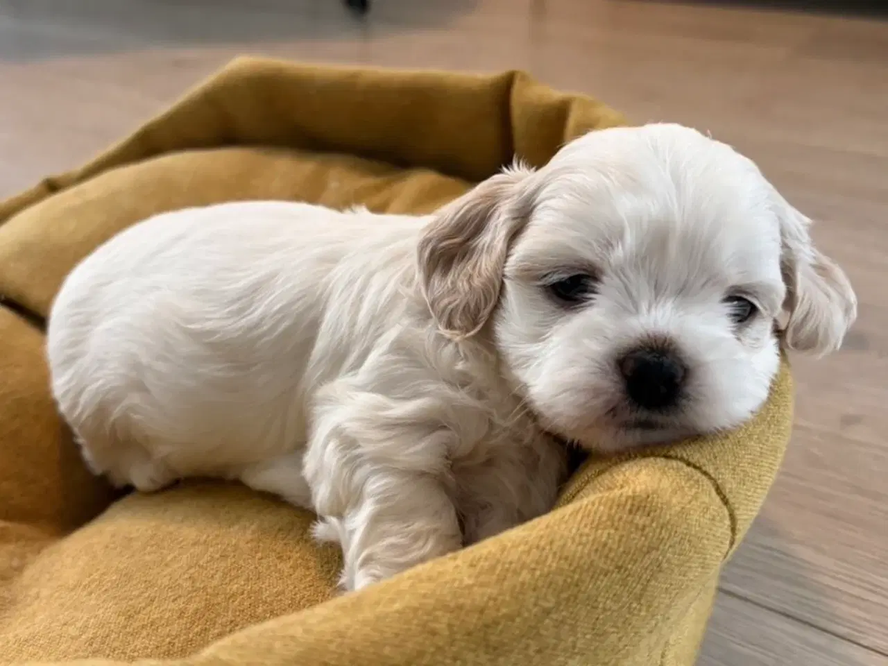 Billede 6 - Havashu-hvalp (Bichon Havanais og Shih Tzu)